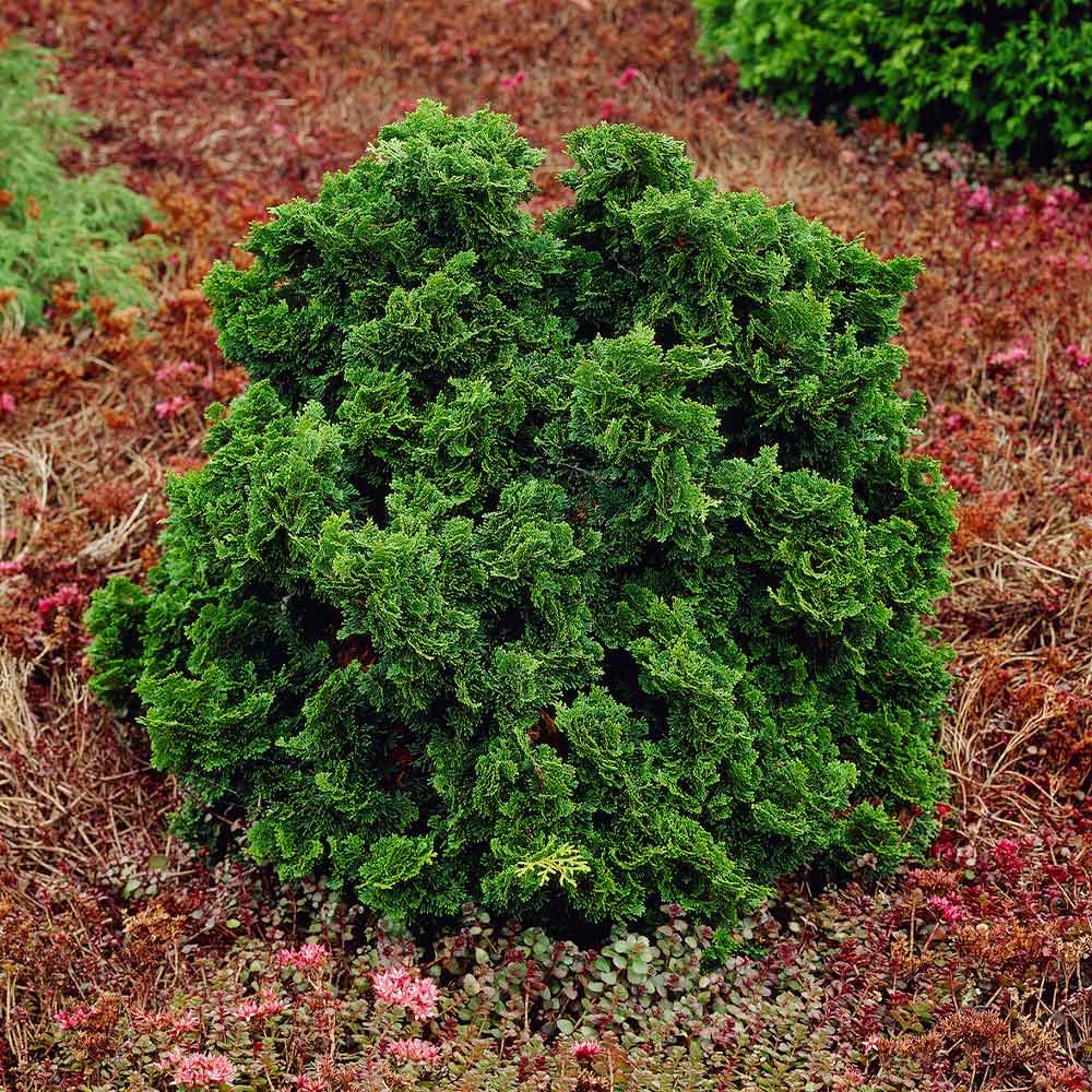 Dwarf Hinoki Cypress Shrub