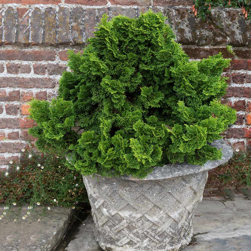 Dwarf Hinoki Cypress Shrub