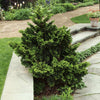 Dwarf Hinoki Cypress Shrub