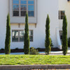 Dwarf Italian Cypress