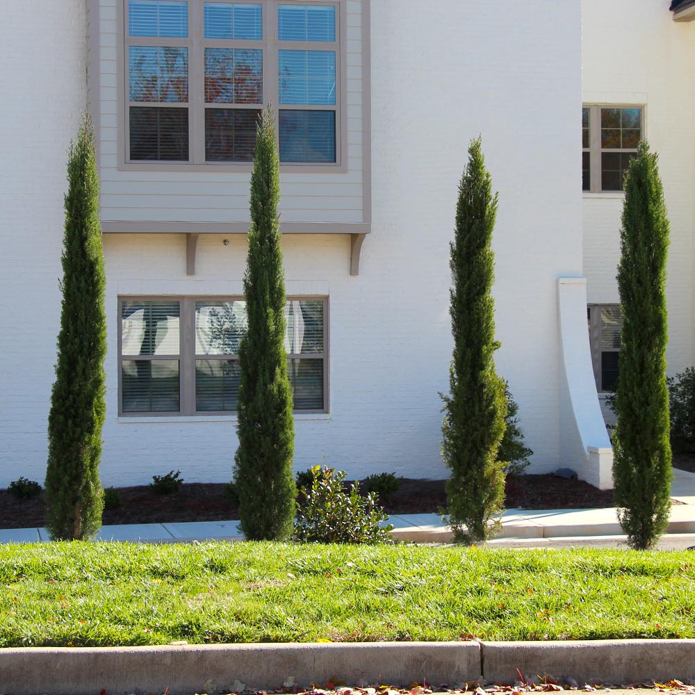 Dwarf Italian Cypress