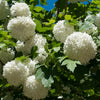 Eastern Snowball Bush