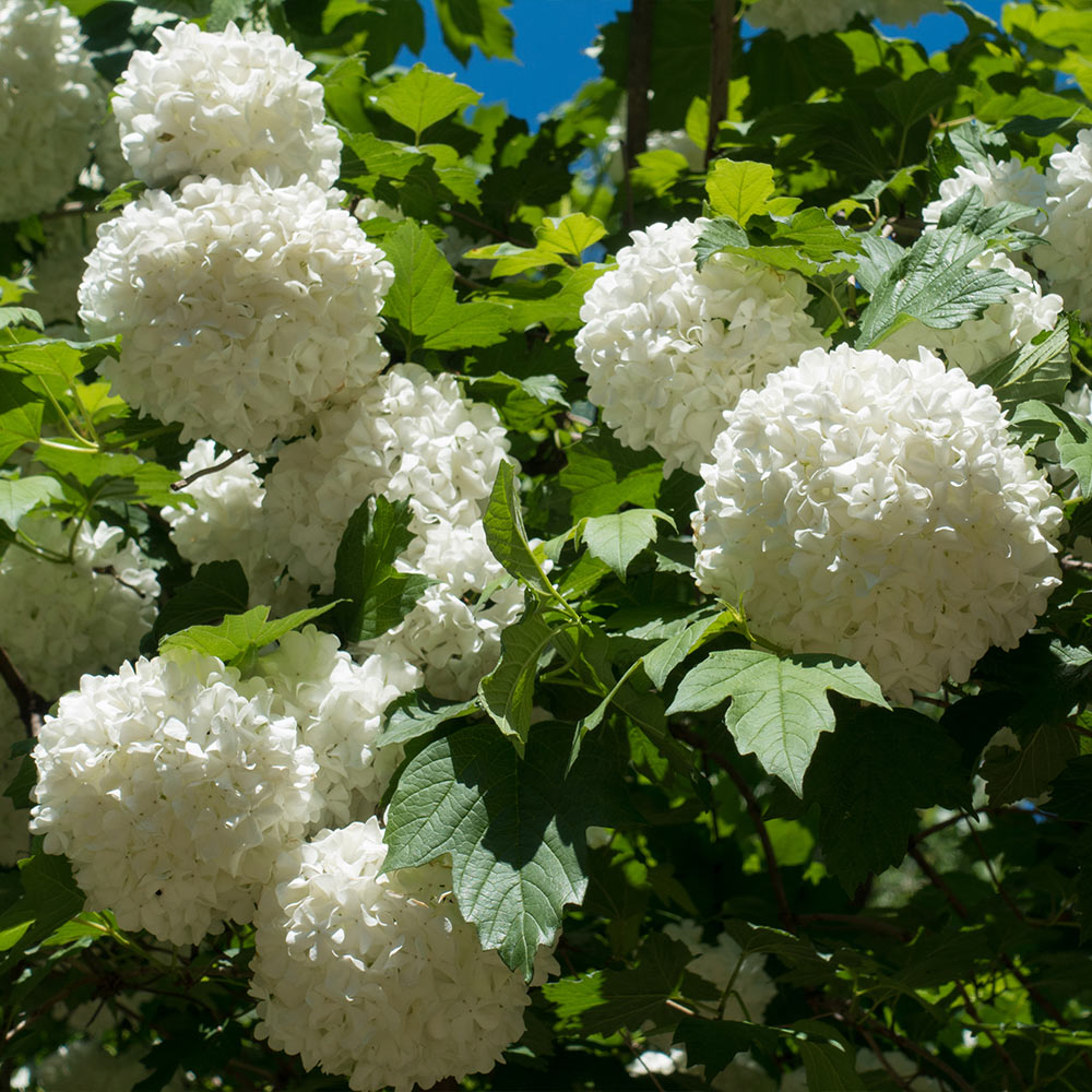 Eastern Snowball Bush