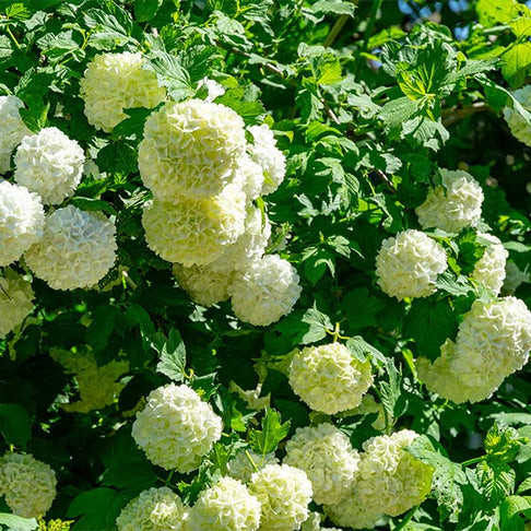 Eastern Snowball Bush