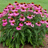 PowWow® Wild Berry Coneflower (Echinacea)