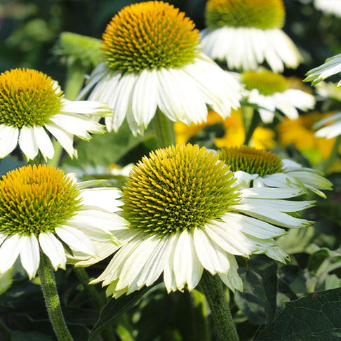 PowWow® White Coneflower (Echinacea)