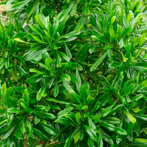 Emerald Ice Green Hopbush Shrub