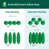 Emerald Green Arborvitae