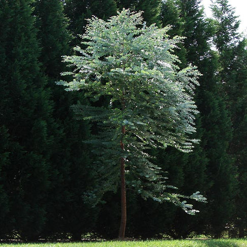 Baby Blue Eucalyptus Plant