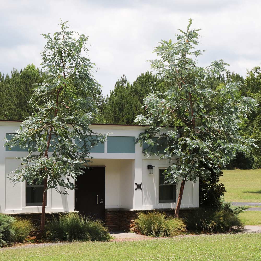 Baby Blue Eucalyptus Plant