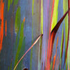Rainbow Eucalyptus Tree