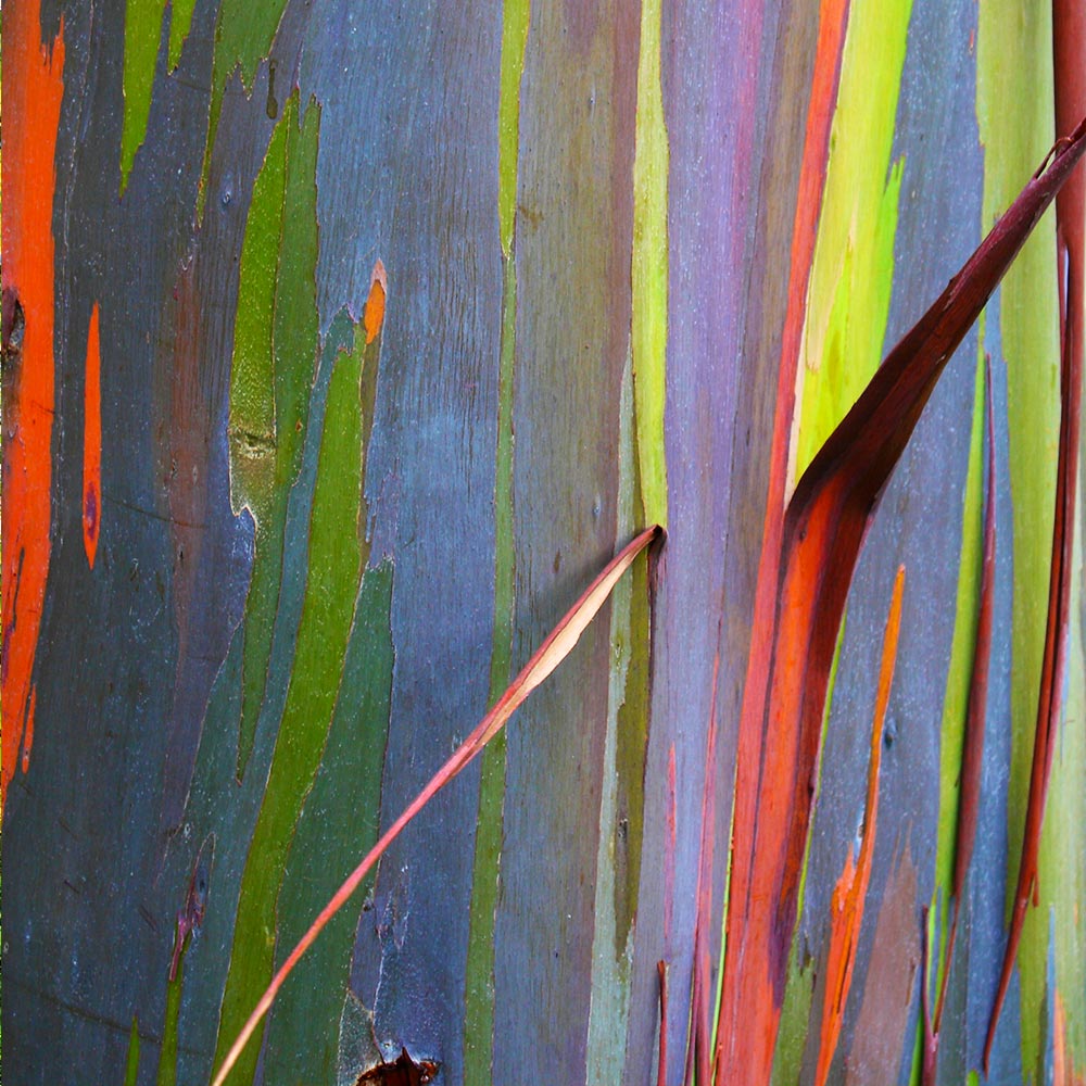 Rainbow Eucalyptus Tree