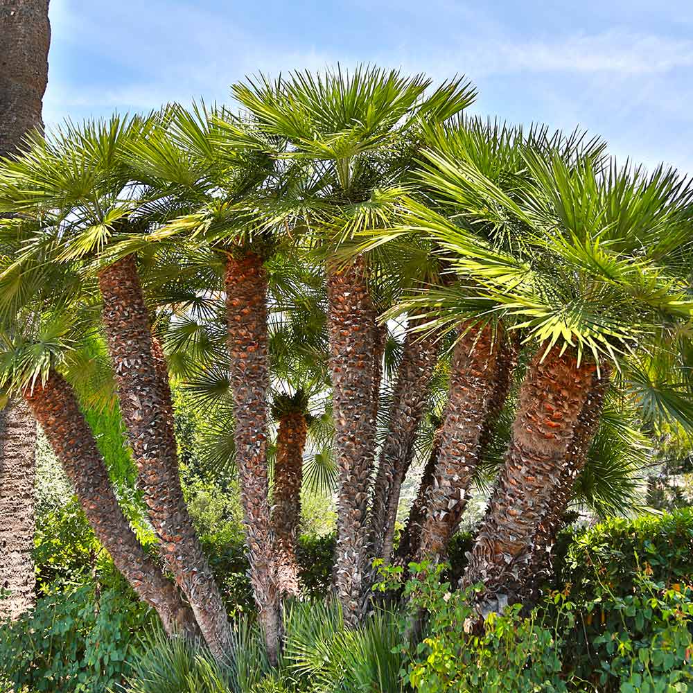 European Fan Palm Tree