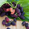 Everbearing Mulberry Bush