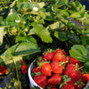 Everbearing Strawberry Bush - USDA Organic