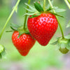 Everbearing Strawberry Bush - USDA Organic