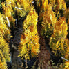 Southern Living® Forever Goldy™ Arborvitae Tree