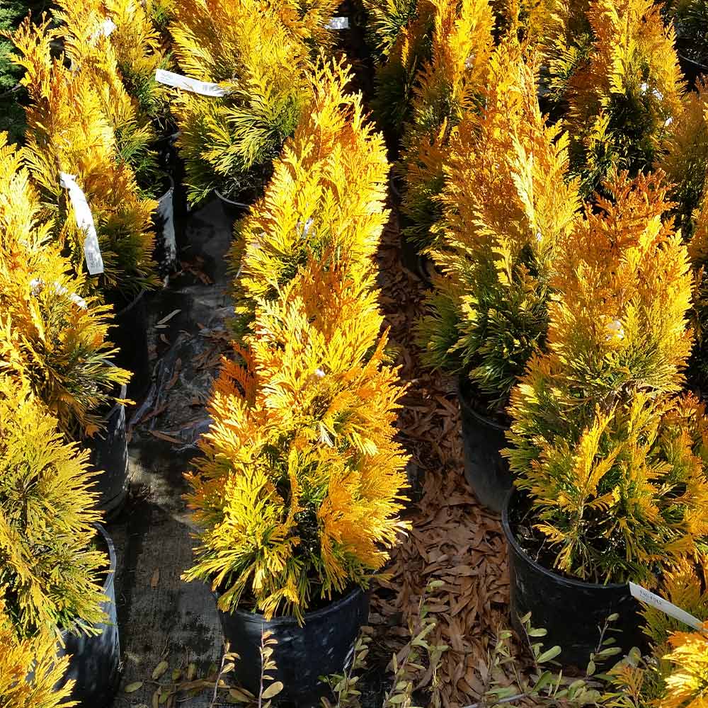 Southern Living® Forever Goldy™ Arborvitae Tree