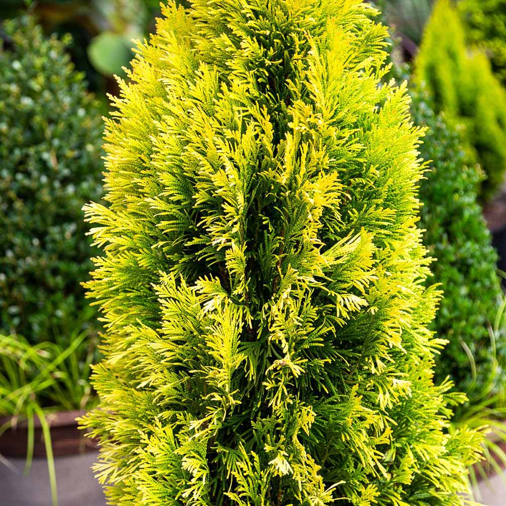 Southern Living® Forever Goldy™ Arborvitae Tree