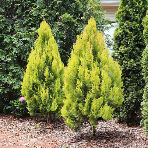 Southern Living® Forever Goldy™ Arborvitae Tree