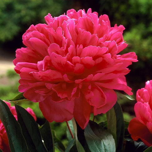 Felix Crousse Peony