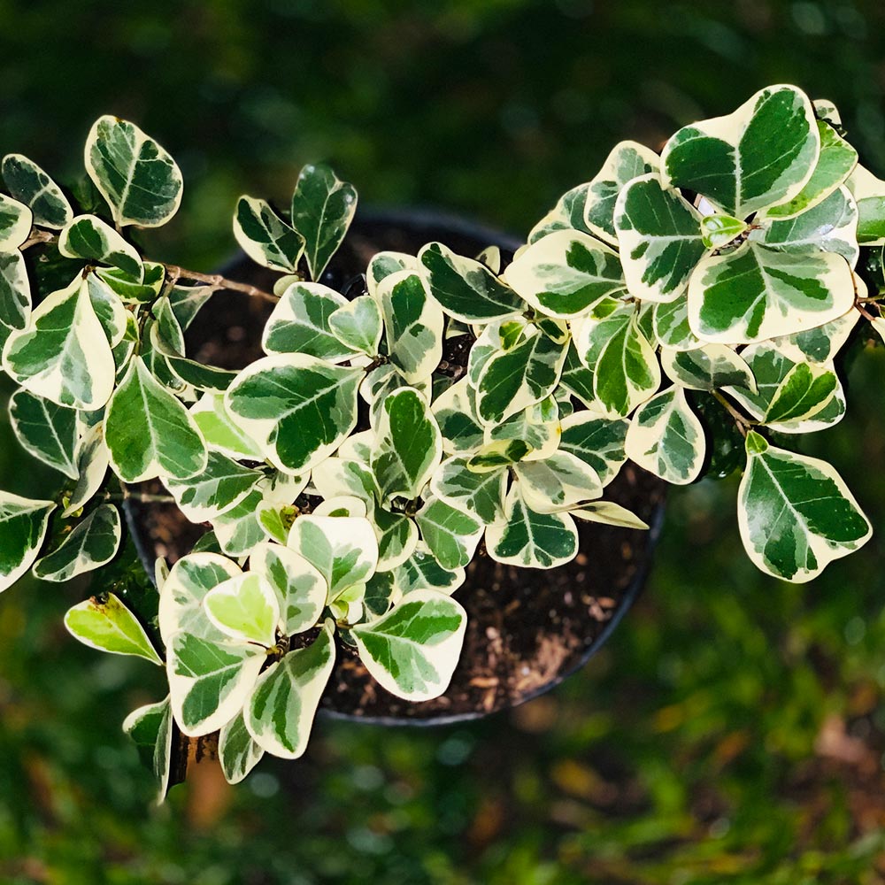 Variegated Ficus Triangularis Tree