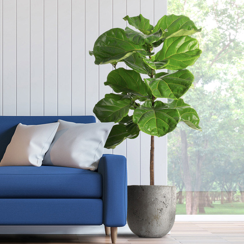 Fiddle-Leaf Fig Tree