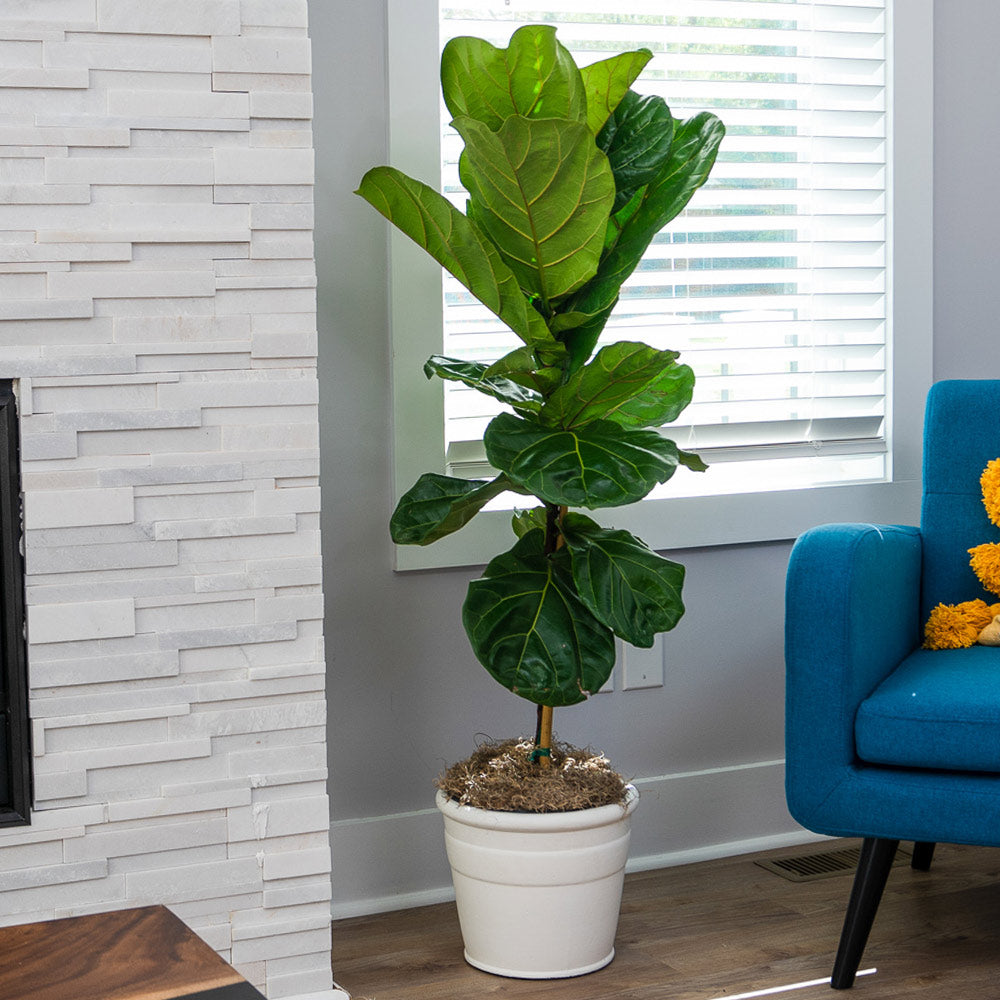 Fiddle-Leaf Fig Tree