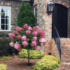 Fire Light® Hydrangea Tree