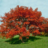 Flame Amur Dwarf Maple Tree