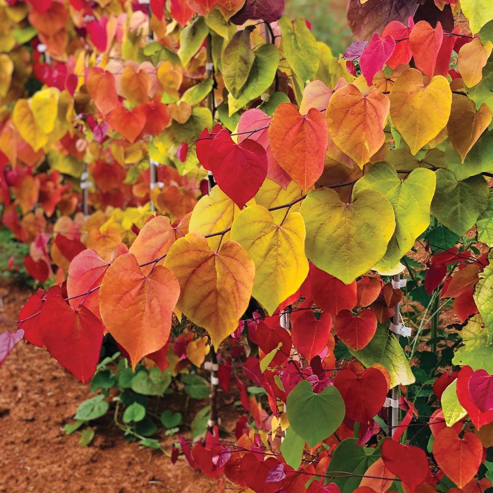 Bloomables® Flame Thrower® Redbud Tree