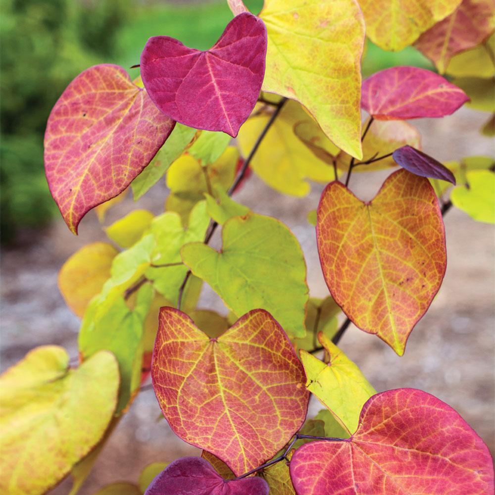 Bloomables® Flame Thrower® Redbud Tree