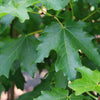 Flashfire® Maple Tree
