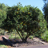 Hardy Orange 'Flying Dragon' Tree