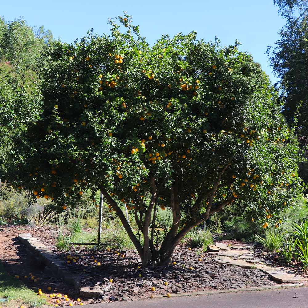 Hardy Orange 'Flying Dragon' Tree