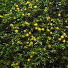 Hardy Orange 'Flying Dragon' Tree
