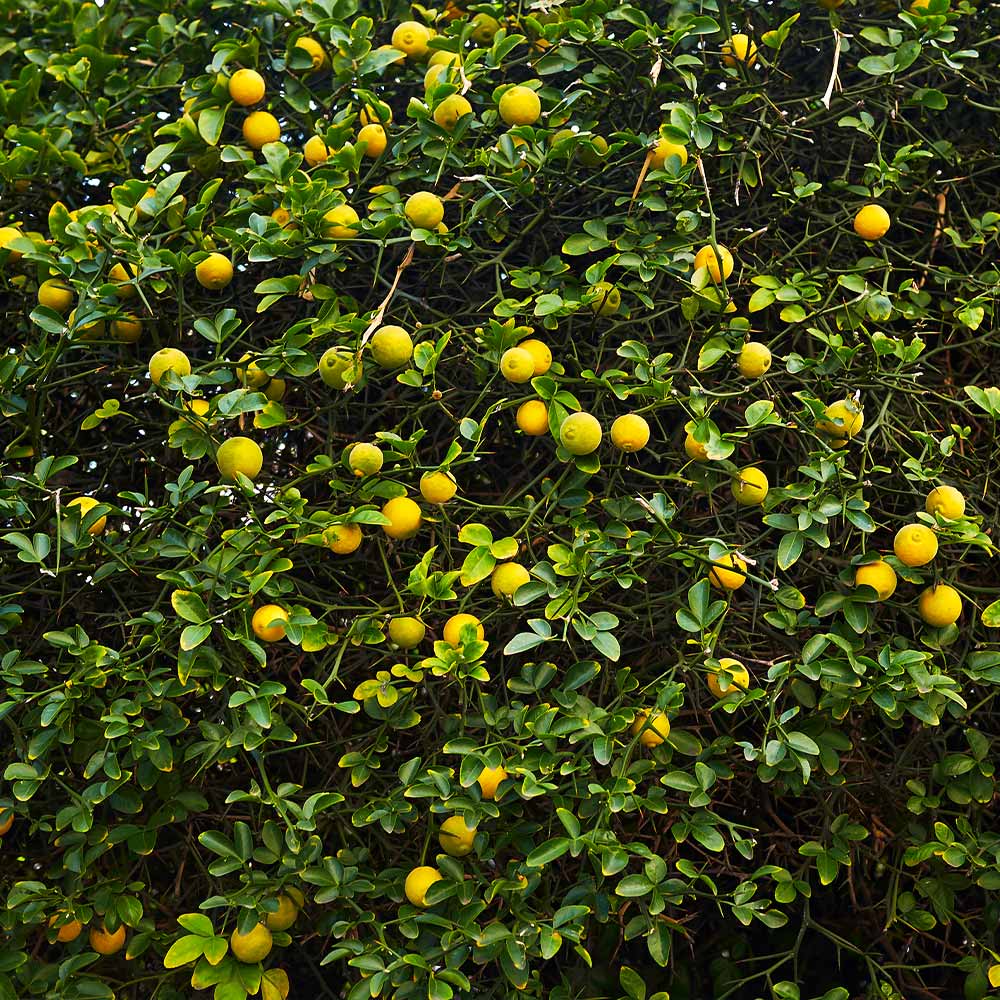 Hardy Orange 'Flying Dragon' Tree