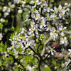 Hardy Orange 'Flying Dragon' Tree