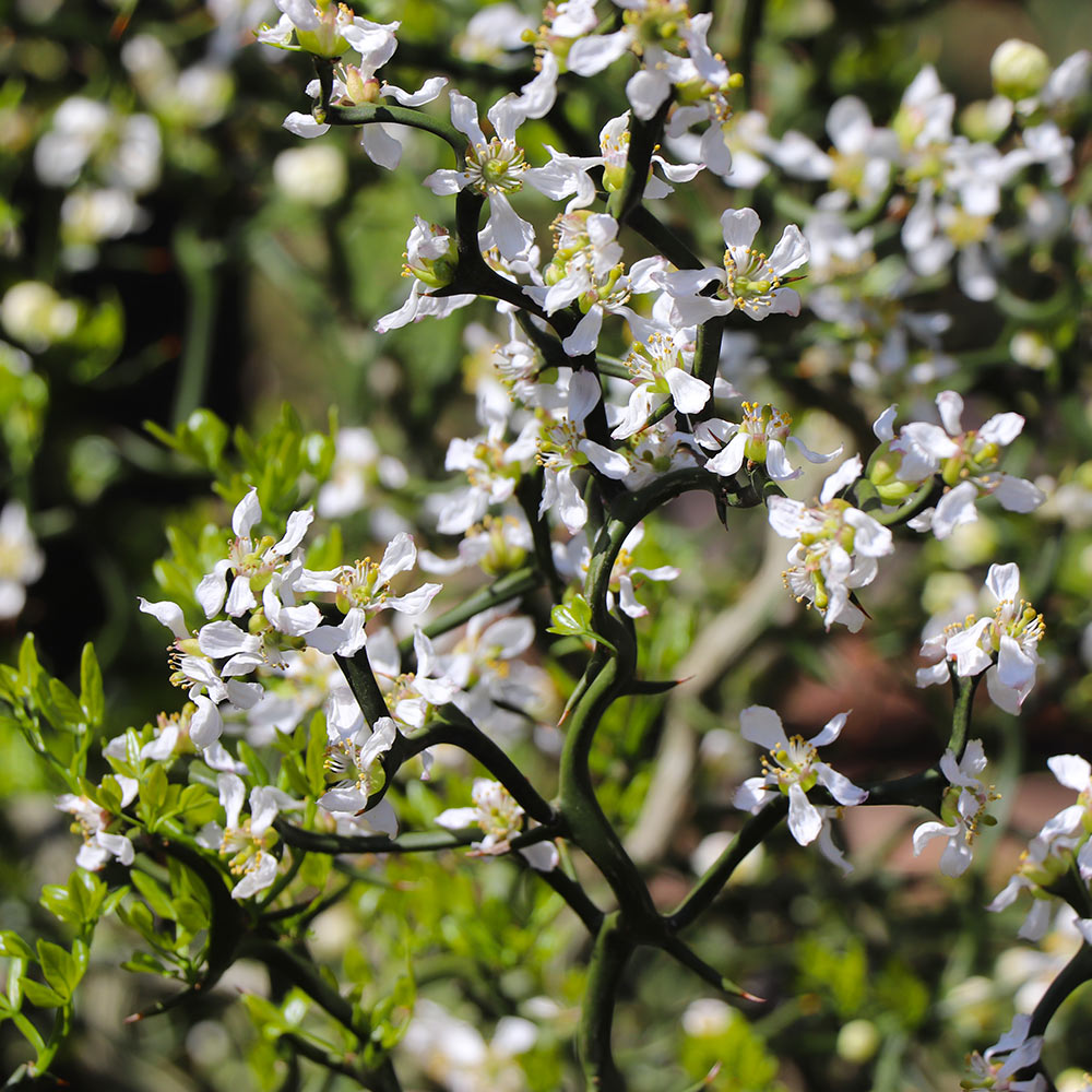 Hardy Orange 'Flying Dragon' Tree