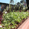 Francee Hosta Plant