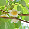 Fuzzy Kiwi Vine