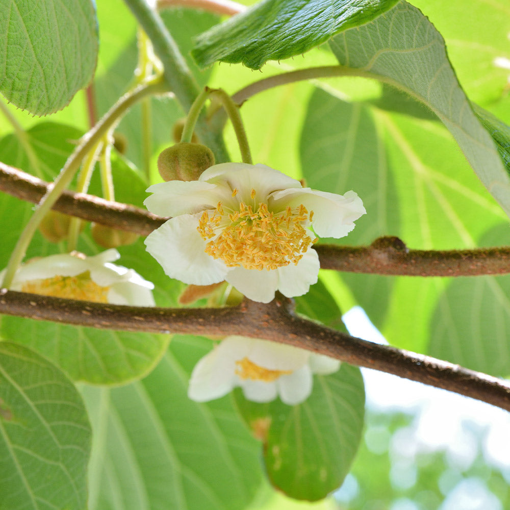Fuzzy Kiwi Vine