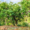 Glenn Mango Tree