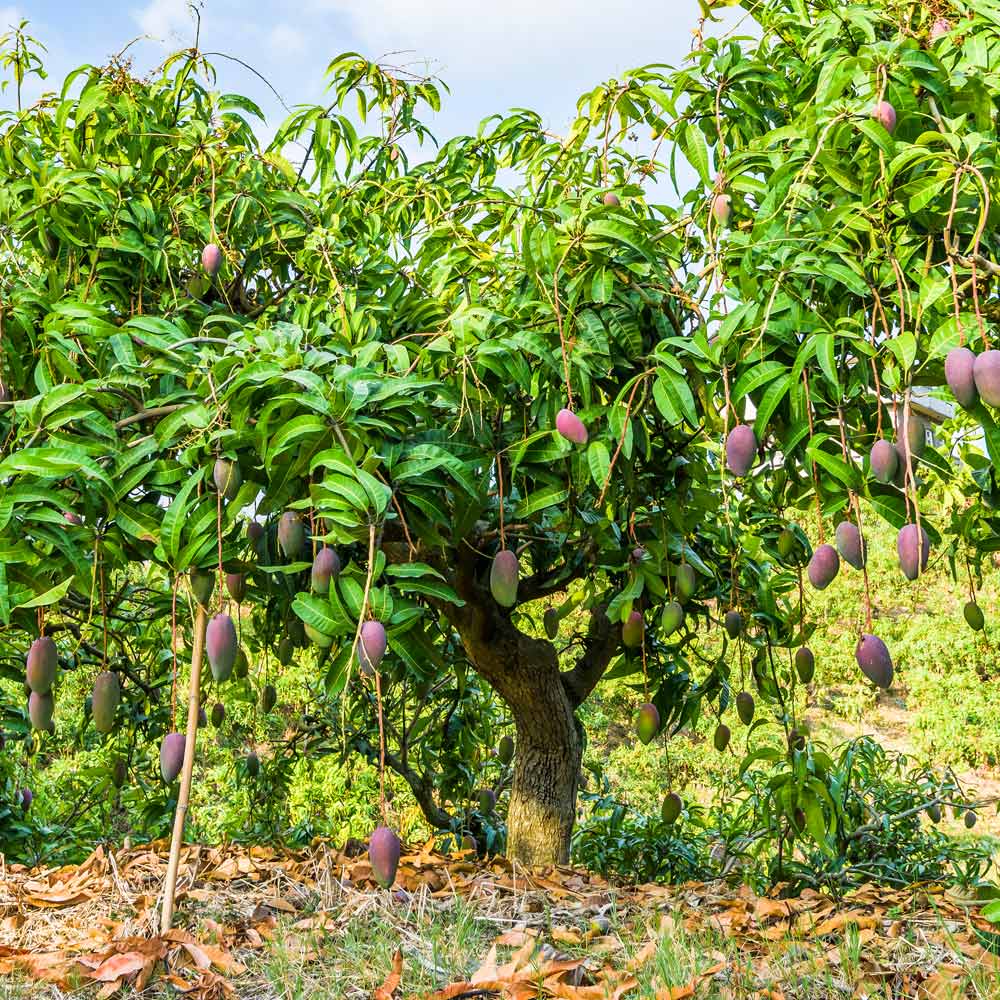 Glenn Mango Tree