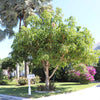 Glenn Mango Tree