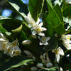 Gold Nugget Mandarin Tree