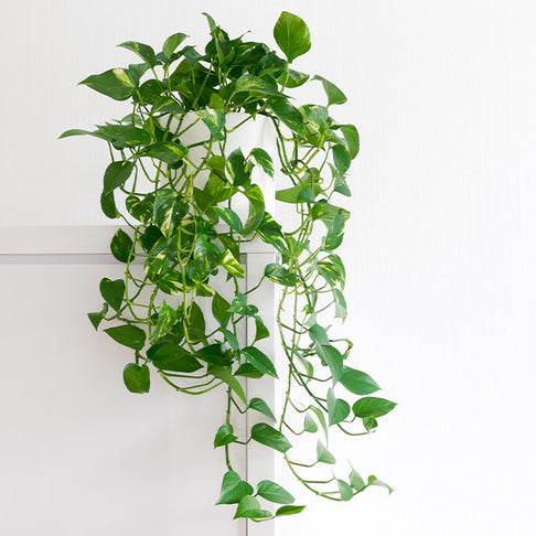 Golden Pothos