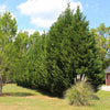 Green Rocket Leyland Cypress Tree