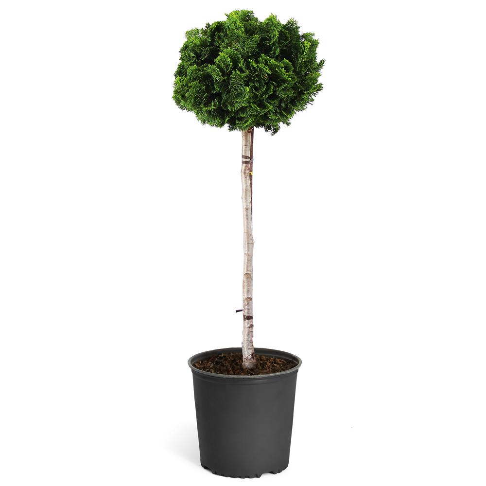 Dwarf Hinoki Cypress Tree