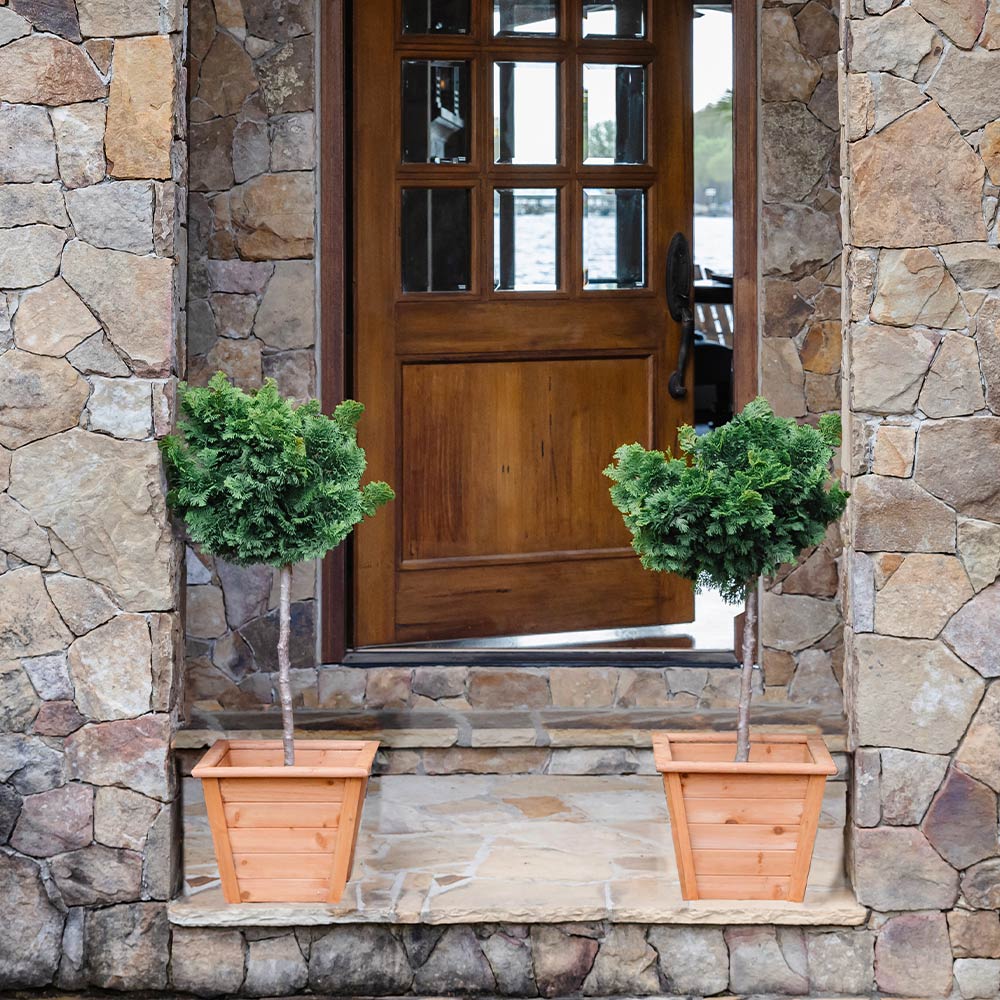 Dwarf Hinoki Cypress Tree